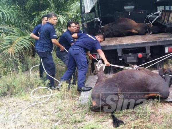 Penguatkuasa MPM menangkap dua ekor lembu berkeliaran dalam operasi Sabtu lalu.