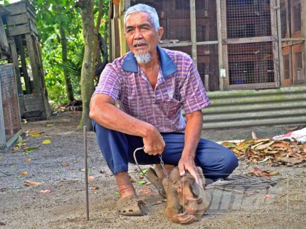 Pok Long Setia berpengalaman melatih kira-kira 200 ekor beruk.