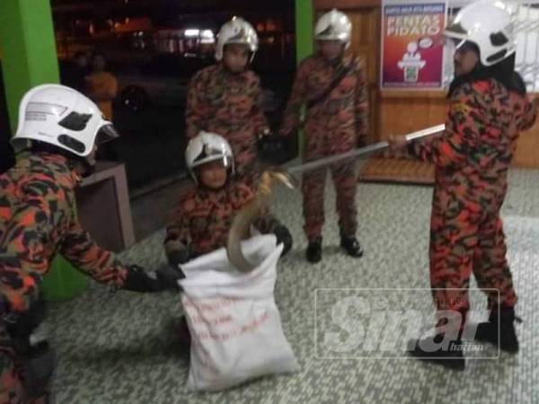 Tedung selar ditangkap menggunakan penjerut ular.