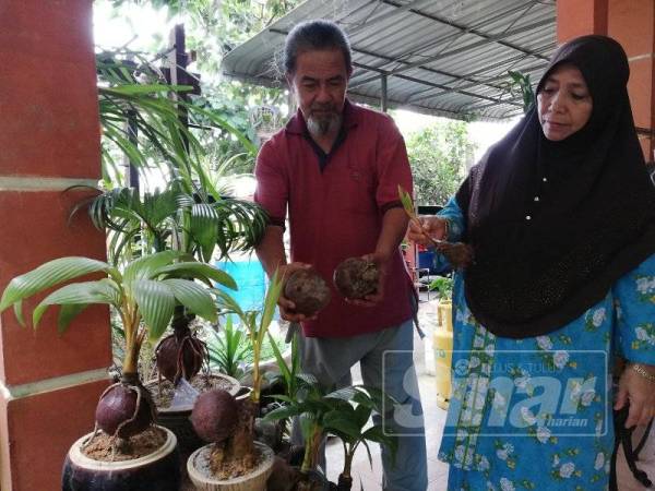 Zainal dan isterinya, Noridah Abd Hamid, 58 menunjukkan hiasan kelapa yang dirosakkan oleh monyet. 