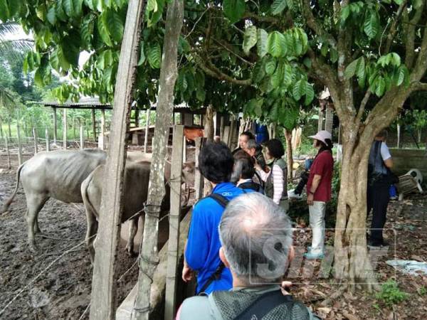 Jurugambar dari Taiwan merakam gambar Syukur bersama kerbau.