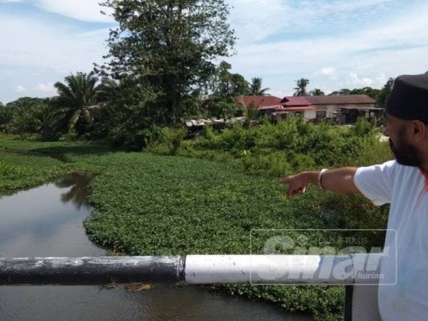 Jasbir menunjukkan sungai yang semakin sempit disebabkan tumbuhan air yang memenuhi permukaan sungai tersebut.