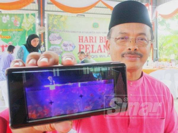 Mohd Azam menunjukkan sebahagian daripada ikan hiasan yang dirampas.