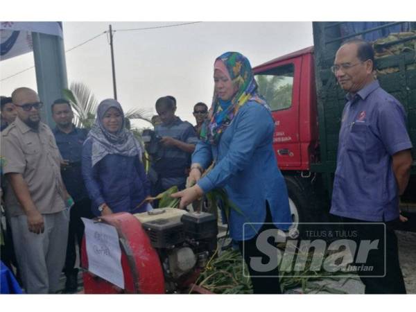 Rina mengisar daun jagung bagi dijadikan makanan ternakan.