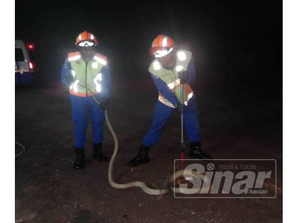 Anggota APM Segamat menangkap ular tedung selar yang menyelinap masuk di sebuah kediaman di Kampung Jawa, Segamat.