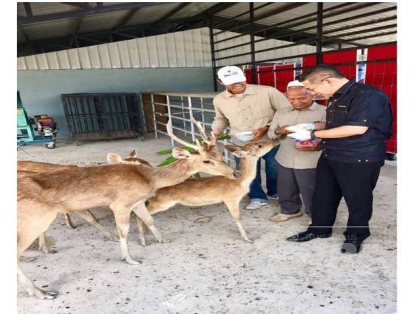 Salahuddin (kanan) melihat ternakan rusa di Ladang Agro Mix Farming hari ini.