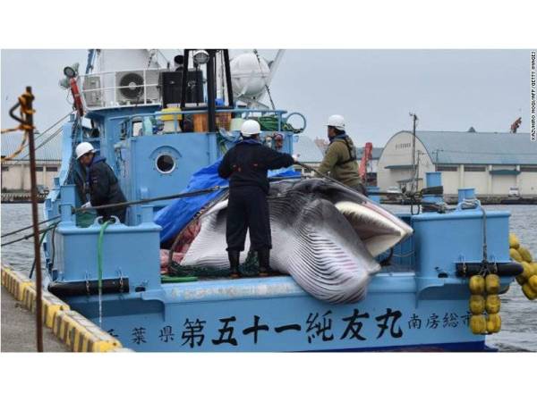 Ikan paus jenis minke yang dibawa ke pelabuhan Kushiro, Hokkaido pada Isnin.