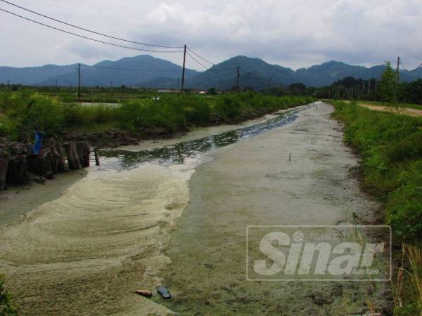 Saliran semakin cetek akibat pembuangan sisa dari kolam ternakan udang di Kuala Sungai Pinang.