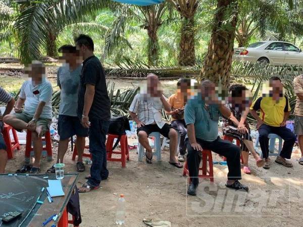 Seramai 21 individu ditahan dalam serbuan pasukan D7 di sebuah ladang kelapa sawit di Kampar yang dijadikan ‘port’ judi.