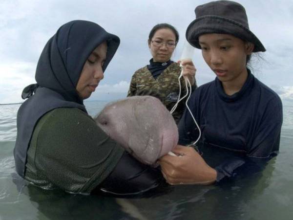 Anak dugong bernama Mariam terpaksa didukung untuk diberikan susu sebelum dibawa berenang untuk melatih sistem penghadamannya.