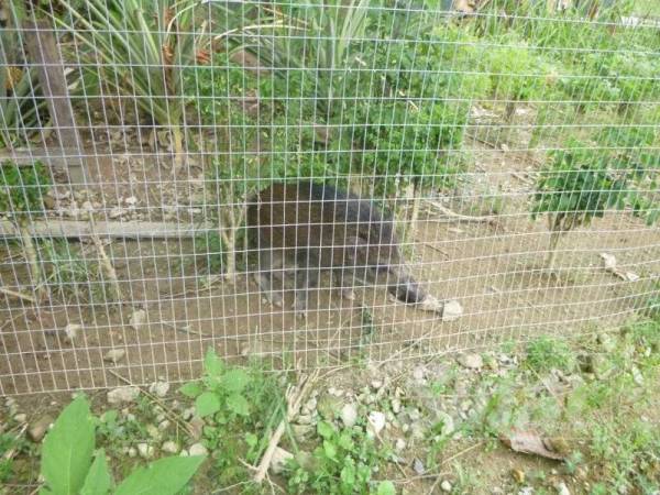 Penduduk Taman Bela Anak Babi Hutan