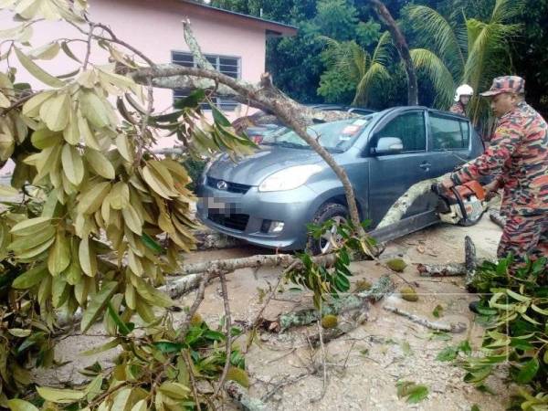 Anggota bomba memotong pokok menggunakan pemotong kayu dan mengalihkan pokok ke kawasan yang selamat.
