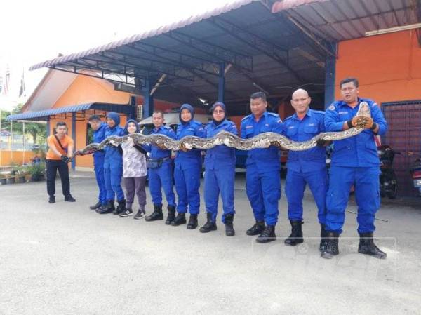 Suziena (empat dari kanan) bersama rakan setugasnya memegang ular sawa seberat 100kg yang berjaya ditangkap