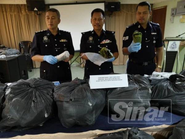 Mohd Azmir (tengah) menunjukkan balutan daun kehijauan dipercayai daun ketum yang dirampas di Kampung Telaga Papan.