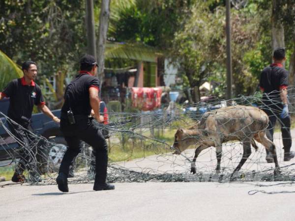 Anggota penguatkuasa MDS berusaha menangkap seekor lembu di Kampung Pangkalan Gelap jam 12 tengah hari tadi.