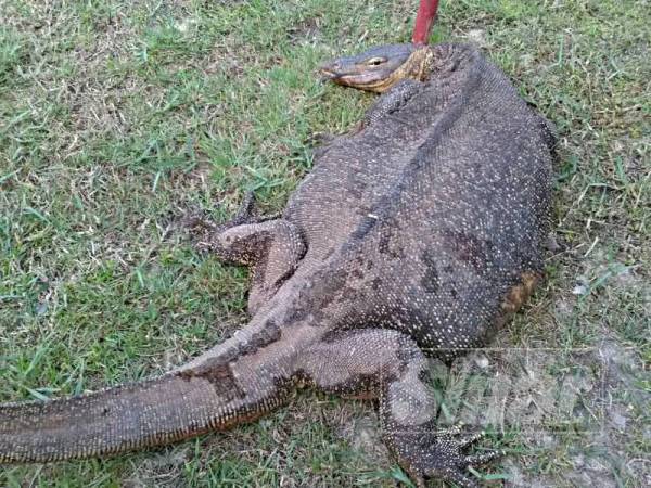 Biawak seberat 15 kilogram yang berjaya ditangkap APM Tanah Merah di Kampung Batu 4, Jedok semalam.