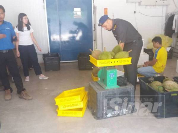 Anggota Penguatkuasa PKPDNHEP Cawangan Raub memeriksa alat timbangan yang digunakan peniaga durian ketika operasi di sekitar Raub baru-baru ini.