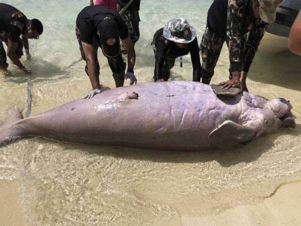 Bangkai dugong ditemui di Krabi, semalam. - Foto Jabatan Konsersvasi Taman Negara Thailand
