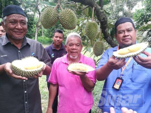 Fauzi (kanan) bersama Kamaruddin dan Abd Rashid (kiri) menunjukkan durian yang mempunyai isi berwarna kuning dari kebun milik Kamaruddin.