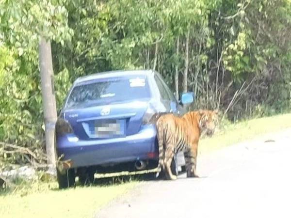 Harimau belang yang dipercayai sesat ini tidak mempedulikan kehadiran kenderaan.