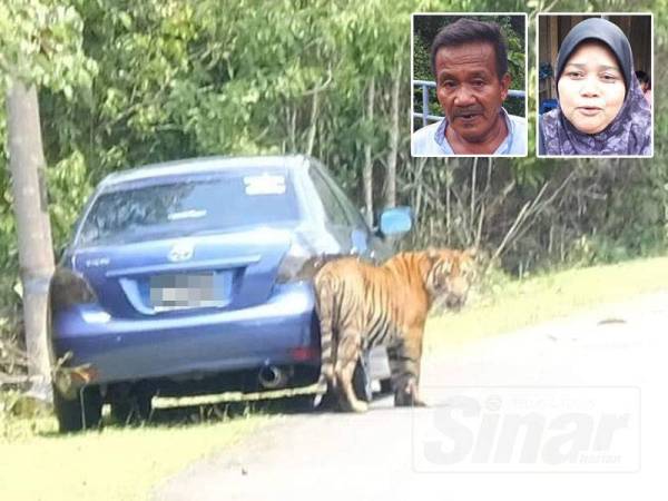 Kelibat pak belang dilihat berkeliaran di sekitar Kampung Besol Lama, Bukit Besi, Dungun sejak jam 9 pagi hari ini. Gambar kecil: Mohd dan Jamilah