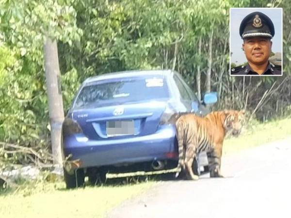 Gambar tular sang belang yang dirakam di Kampung Besol Lama, Bukit Besi, Dungun semalam. Gambar kecil: Baharuddin