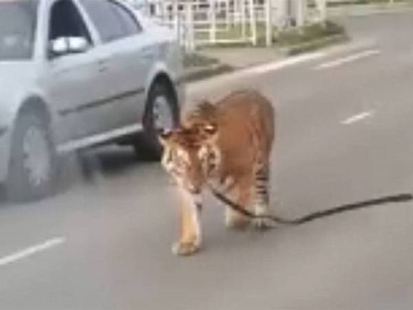 Unduh 8300 Gambar Harimau Dan Ular Terbaik 