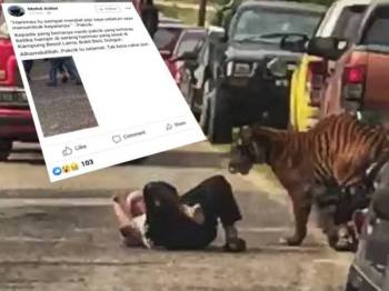 Unduh 4300 Koleksi Gambar Harimau Menanti Terbaik 