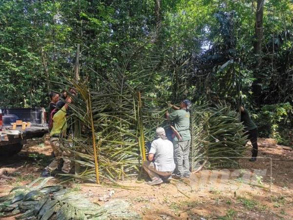 Anggota Jabatan Perhilitan Terengganu memasang perangkap di lokasi baharu pada operasi menangkap harimau belang yang masuk hari ketiga hari ini.