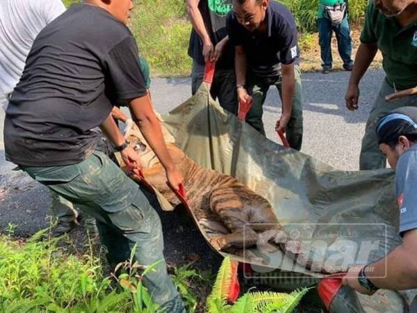 Harimau belang jantan berjaya ditangkap di dalam belukar Kampung Besol Lama, Bukit Besi, Dungun, kira-kira jam 3.30 petang semalam.