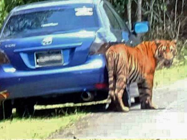 Kemunculan pak belang di kampung itu baru-baru ini bukanlah perkara baru bagi penduduk di situ. 