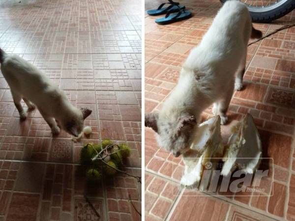 Teh gemar menikmati buah durian selain itu, Teh juga mampu makan buah rambutan.