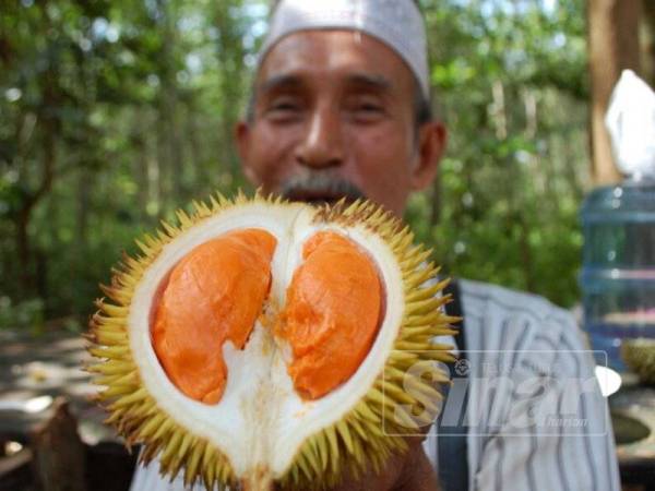 Wahab menunjukkan durian isi oren dari pokok yang ditanamnya lebih tiga dekad lalu.