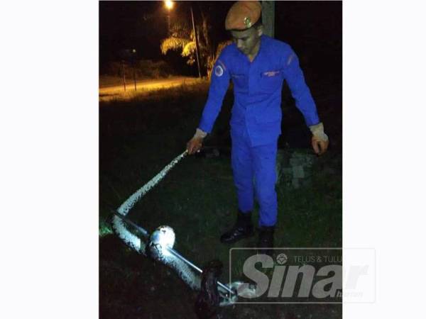 Anggota APM menangkap ular sawa berkenaan menggunakan alatan khas di Kampung Manal di sini tengah malam semalam.