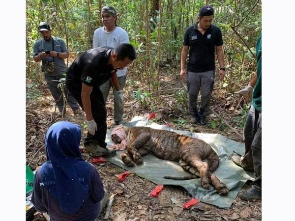 Harimau belang yang diberi gelaran 'Awang Besol' oleh Perhilitan Terengganu berjaya ditangkap pada jam 3.30 petang semalam di kawasan belukar Kampung Besol Lama, Bukit Besi, Dungun.