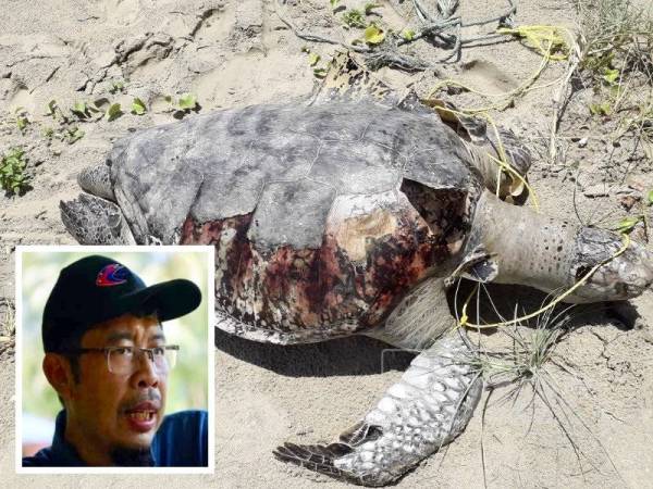 Seekor penyu jenis agar mati di Pantai Sungai Ular. (Gambar kecil: Azahari Othman)