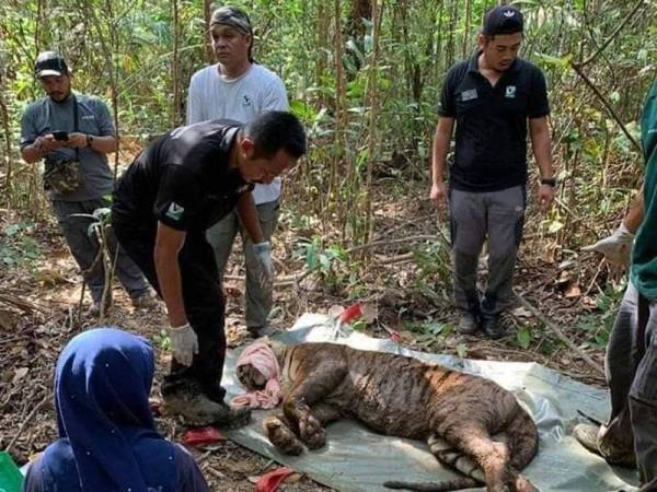 Awang Besol berjaya ditangkap kira-kira jam 3.30 petang pada Jumaat lalu di kawasan belukar Kampung Besol Lama, Bukit Besi, Dungun.