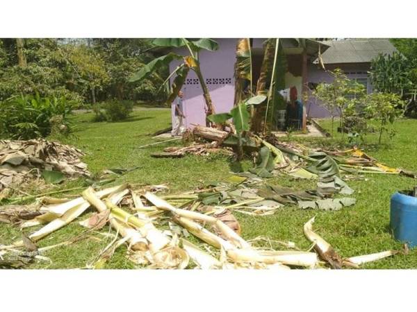 Kira-kira 200 pokok pisang musnah selepas gajah menceroboh masuk kampung.