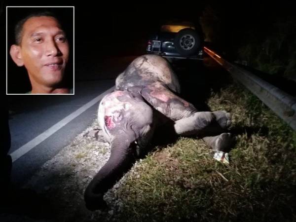 Gajah betina mati dirempuh sebuah lori membawa muatan bijih besi di Kilometer 44 Jalan Kuala Berang-Aring, Hulu Terengganu, malam tadi. Gambar kecil: Emyhaizi