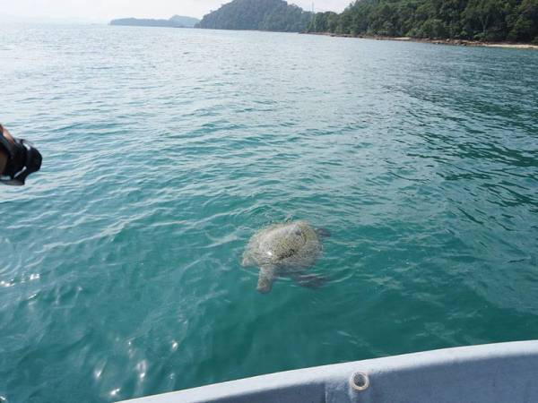 Seekor penyu agar ditemukan mati dalam keadaan terapung di kawasan perairan berhampiran Pantai Pasir Tengkorak pagi tadi. - Foto BERNAMA