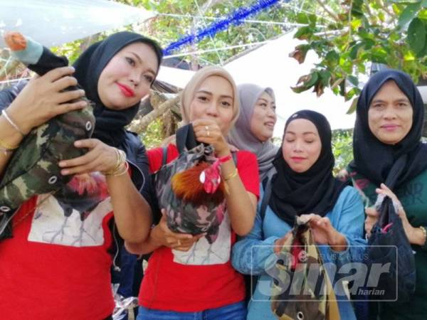 Gelagat ibu hamil curi tumpuan pertandingan ayam sorak