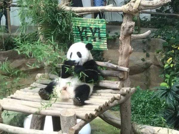 Panda kedua dilahirkan di negara ini diberikan nama Yi Yi yang bermaksud 'persahabatan'. - Foto The Star