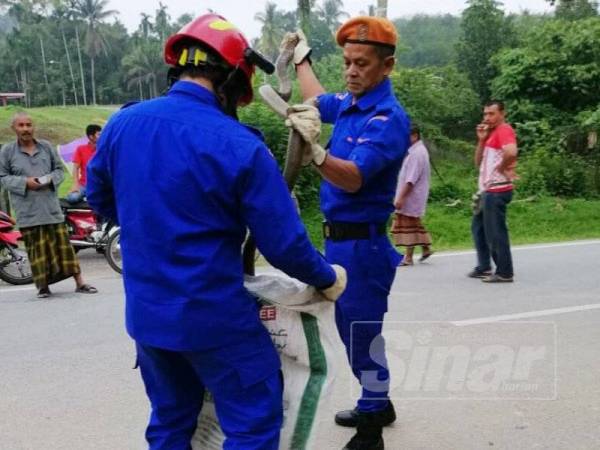 Anggota APM Jeli mengangkat tedung selar seberat 6kg di Kampung Kuala Long di sini semalam.