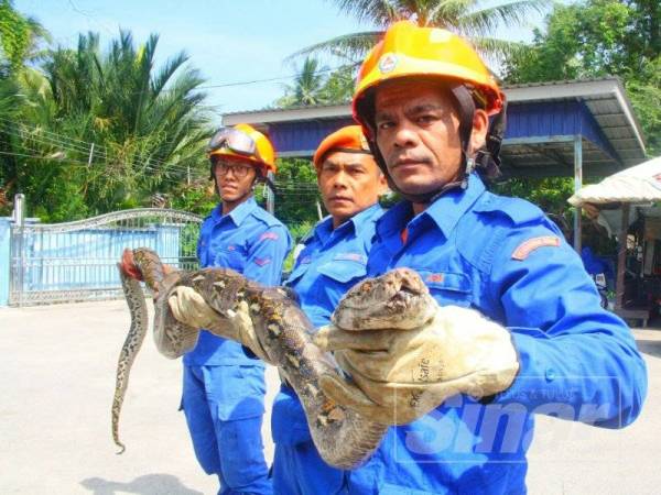 Spesies ular sawa antara yang terbanyak ditangkap memasuki kediaman penduduk.