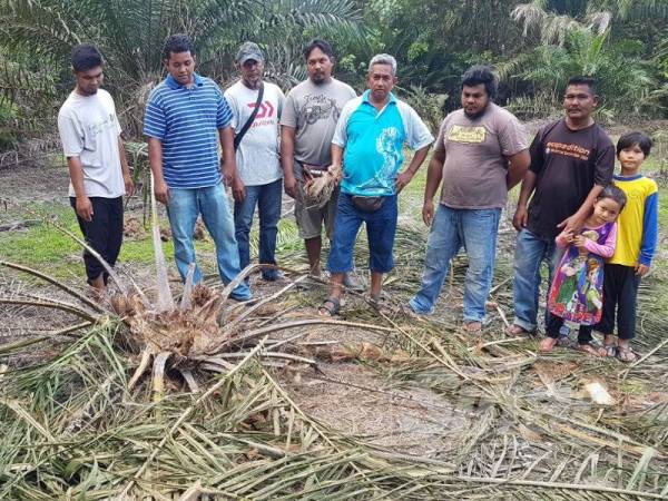 Mohd Rudzi (dua dari kiri) dan beberapa lagi pekebun sawit yang lain sayu melihat pokok kelapa sawit dalam kebunnya yang dimusnahkan gajah liar.