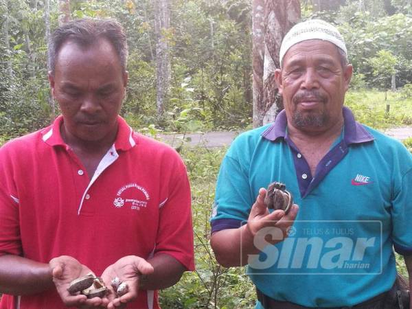 Ismail sedang bermain bebaling yanh dihasilkan daripada pokok getah