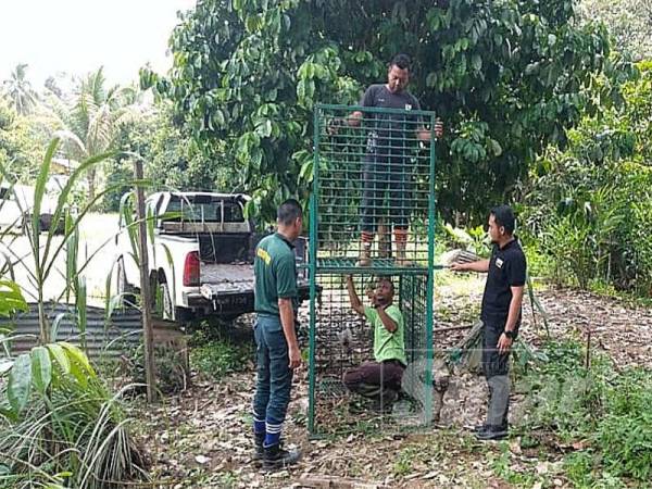 Kerja-kerja memasang perangkap sedang dilakukan anggota Pejabat Perhilitan Jeli selepas menerima aduan kemunculan beruang matahari di sekitar kawasan berkenaan minggu lalu.