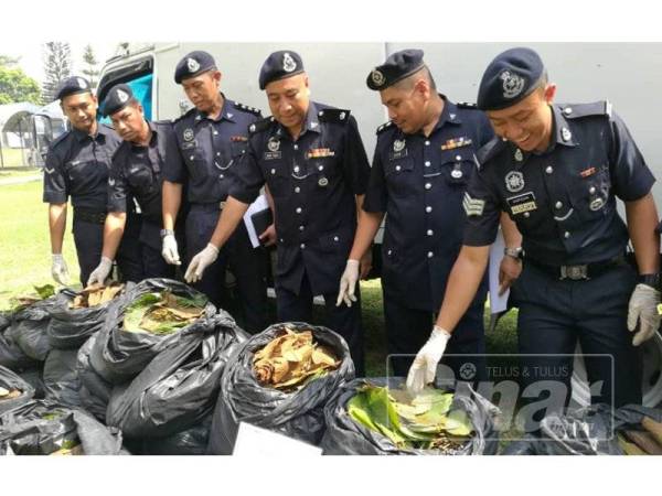 Wan Fauzi (tiga dari kanan) menunjukkan daun ketum dirampas di Ibu Pejabat Polis Daerah Kuala Krai hari ini.