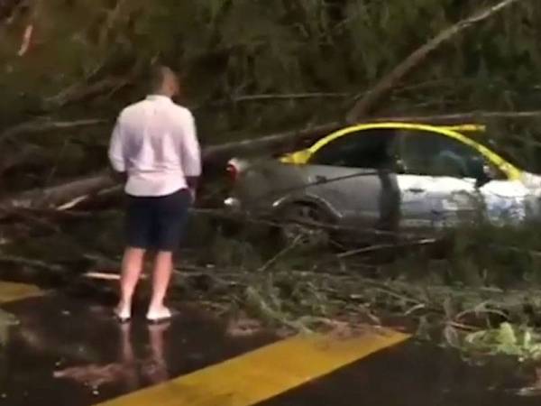 Banyak pokok tumbang akibat kejadian ribut di Langkawi.