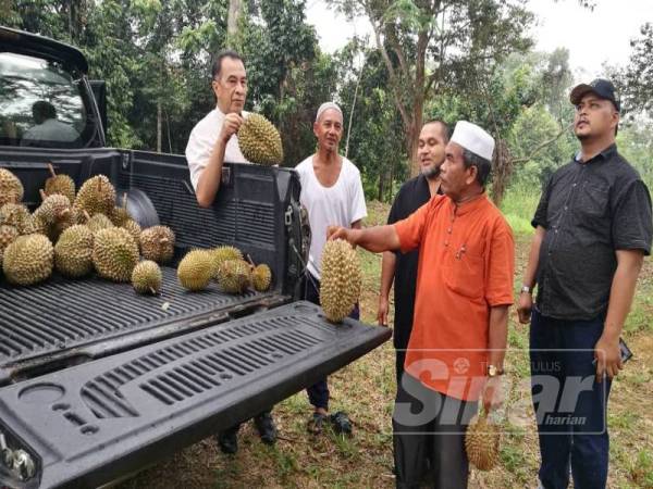 Husam (kiri) bersama pemilik kebun, Che Harun Ahmad ketika meninjau dan melihat dengan lebih dekat spesies adik manja di Kampung Legeh hari ini.